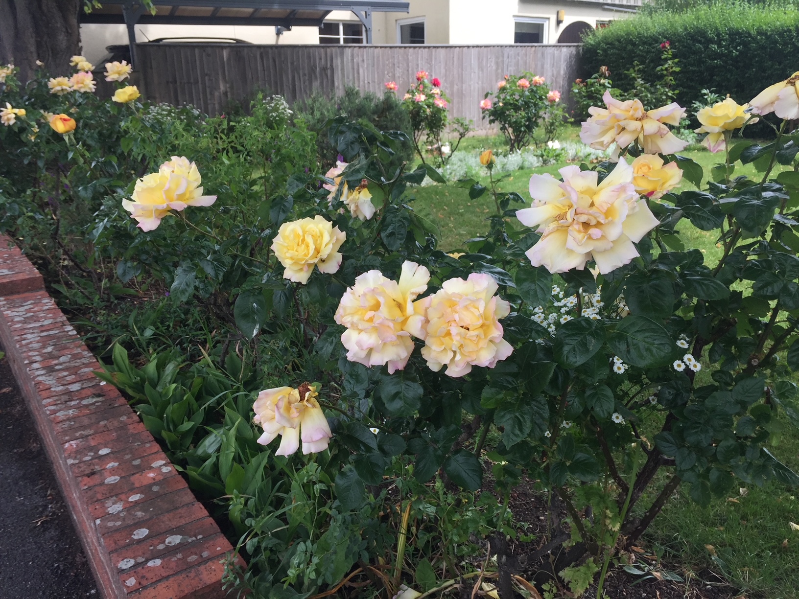 Roses along the west end of the church and memorial garden. Picture courtesy of Bridget Crofton.
